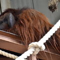 2015冬遊日本-旭川市旭山動物園