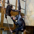 2015冬遊日本-旭川市旭山動物園