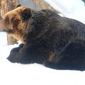 2015冬遊日本-旭川市旭山動物園