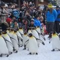 2015冬遊日本-旭川市旭山動物園