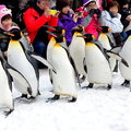 2015冬遊日本-旭川市旭山動物園