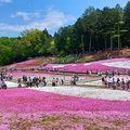 2019日本關東自駕遊-秩父羊山公園