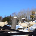 2015冬遊日本-旭川市旭山動物園