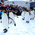 2015冬遊日本-旭川動物園