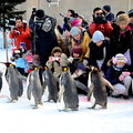 2015冬遊日本-旭川動物園