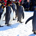 2015冬遊日本-旭川動物園