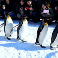 2015冬遊日本-旭川動物園