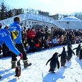 2015冬遊日本-旭川動物園