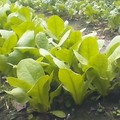 菜園紀錄-綠葉窩筍