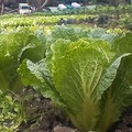 菜園紀錄-山東白菜