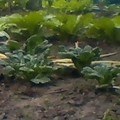 菜園紀錄-塔菇菜