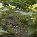 菜園紀錄-地瓜葉