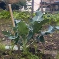 菜園紀錄-青花椰菜