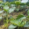 菜園紀錄-白花芥藍菜