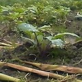 菜園紀錄-紫花椰菜