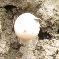 Volvariella speciosa 美麗小包腳菇　
