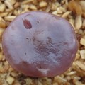 花臉香蘑