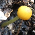 金褐光柄菇
