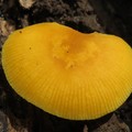 金褐光柄菇