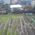 2016年的田區一菜園紀錄照片
為手提電腦內建相機功能所拍