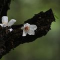 汐止翠湖  又見桐花雪