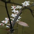 汐止翠湖  又見桐花雪