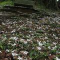 汐止翠湖  又見桐花雪