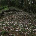 汐止翠湖  又見桐花雪