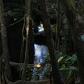 Ubud Monkey Forest