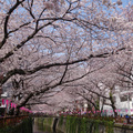 第一次到東京看櫻花，3/31～4/1兩天快閃，大滿開！