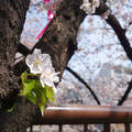 目黑川的櫻花樹開得極其茂盛，連樹幹上也長出不少櫻花