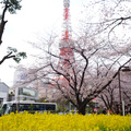 為了拍東京鐵塔與櫻花，特地跑一趟芝公園，沒想到還有油菜花當配角