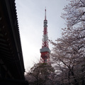 東京鐵塔、增上寺與櫻花