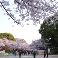 為了避開人潮，特地趕在早上7點前抵達上野公園