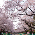 上野公園櫻花樹底下有許多負責占位子的上班族菜鳥