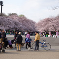 上野公園的狗狗聚會