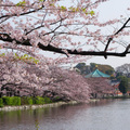 上野公園不忍池，櫻花與辯天堂