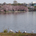 上野公園不忍池的水鳥們
