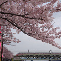 在隅田川公園也可拍到火車與櫻花合照
