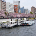 排超長的觀光船，大家都想在隅田川上賞櫻