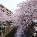 可惜4/1午後變陰天，不然神田川拍起來會更美