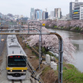 由於神樂川的櫻花被包在咖啡廳裡，個人覺得對一般的賞櫻客來說並不是個理想的賞櫻景點，這裡最大的賣點就是可以近距離拍電車與櫻花吧！