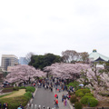 在靖國神社旁的天橋上拍北之丸公園的櫻花