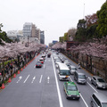靖國神社與北之丸公園之間的馬路也被櫻花包圍了