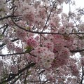 台北－天元宮櫻花