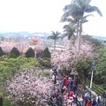 台北－天元宮櫻花