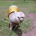 158庫斯科Baby Alpaca