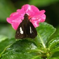菲律賓連紋黑弄蝶(菲亞)連紋袖弄蝶 