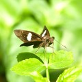 菲律賓連紋黑弄蝶(菲亞)連紋袖弄蝶 
