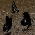 青斑鳳蝶與無尾型白紋鳳蝶
